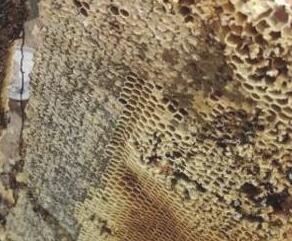 土蜂蜜的作用与功效及禁忌