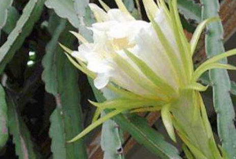 剑花是不是火龙果的花，剑花与火龙果花的区别