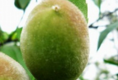 毛桃怎么快速去毛，毛桃的毛弄到脸上怎么办