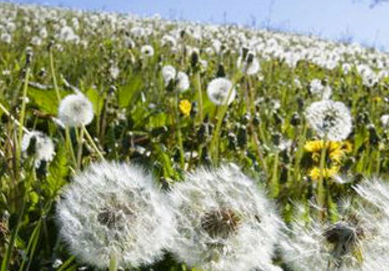 蒲公英如何祛斑，怎样用蒲公英祛斑