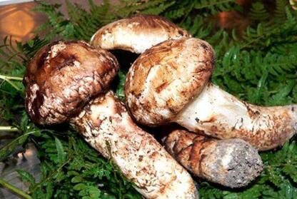 松茸多少钱，新鲜松茸多少钱一斤