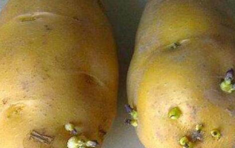马铃薯的功效与作用及副作用