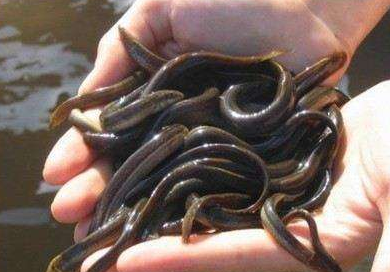 泥鳅不能和什么一起吃？