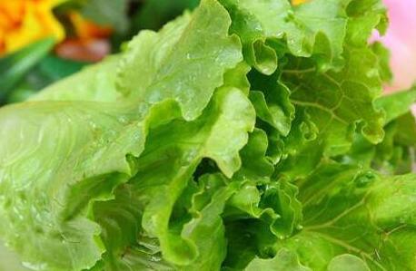 为何都说生菜不能吃，生菜的最佳搭配