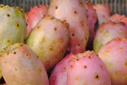 仙人掌果的功效与作用及禁忌