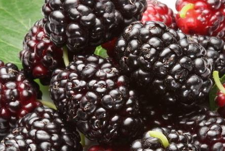 黑桑葚干的功效与作用及禁忌