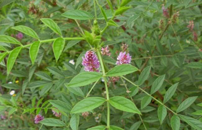 甘草的功效与作用及禁忌