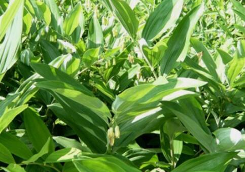 黄精的功效与作用及食用方法