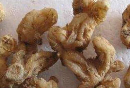 黄精的功效与作用及食用方法