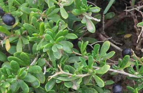 黑枸杞怎么泡，黑枸杞泡水喝的禁忌