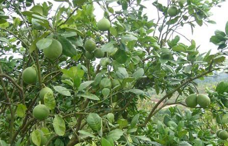 化橘红的功效与作用及禁忌症