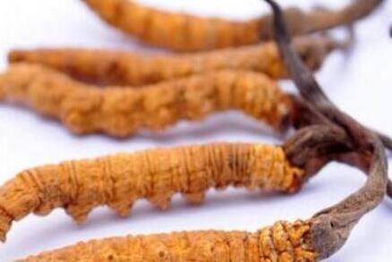 女人长期吃虫草的好处，女性哪三类人不能吃虫草