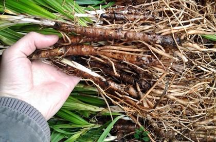 仙茅的功效与作用，仙茅的副作用与禁忌