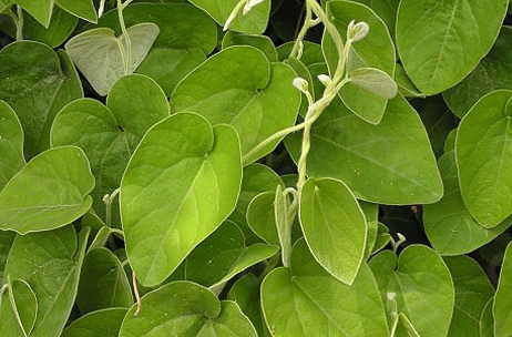 寻骨风的用量是多少，寻骨风的主治与用量