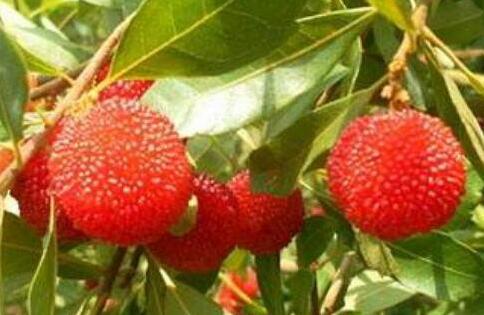 杨梅的功效与作用禁忌，杨梅的药用价值