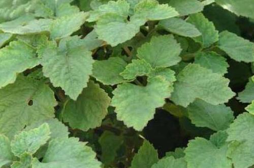 广藿香的功效与作用及禁忌