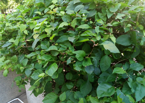 杜仲茶的功效与作用，杜仲茶的副作用