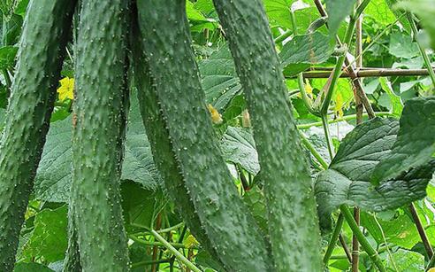 黄瓜的功效与作用及禁忌，我吃了一个月黄瓜瘦了