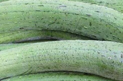 丝瓜的营养价值及功效，丝瓜有什么药用功效