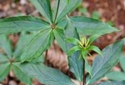 石见穿别名叫什么，石见穿的禁忌和副作用