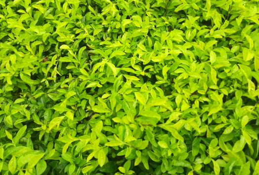 青果的功效与作用，青果的吃法和禁忌