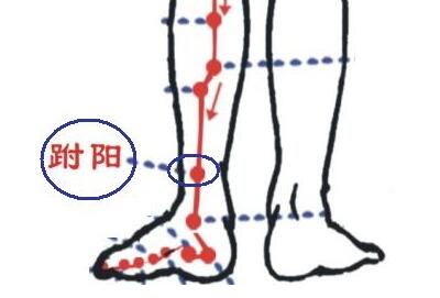 跗阳疼代表什么，跗阳的准确位置图和作用