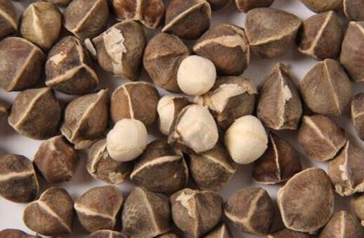 辣木籽的功效与副作用，吃辣木籽能提高性功能吗