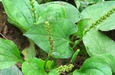 车前草可以治疗痛风吗？车前草痛风一天喝多少？