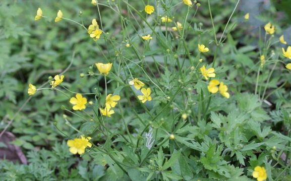 猫爪草的功效与作用及食用方法，猫爪草的图片