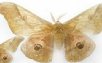 吃雄蚕蛾后多久会有感觉，雄蚕蛾酒喝完感受