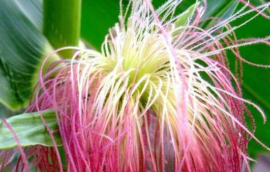 中医为什么不让吃玉米，玉米天天吃会有啥危害