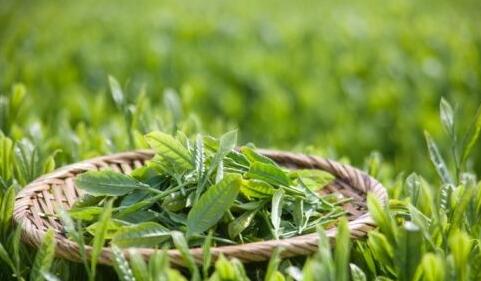 红茶和绿茶的区别功效，常喝红茶好还是绿茶好