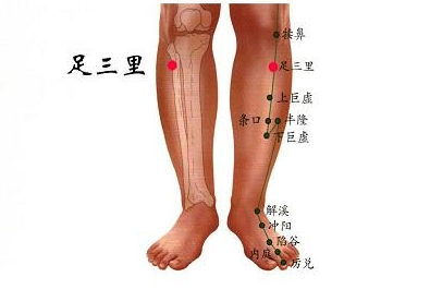 足三里的功效与主治,足三里的准确位置图片