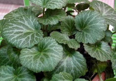 虎耳草怎么吃治荨麻疹，虎耳草治什么病