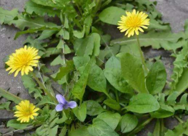 蒲公英根的功效与作用及禁忌