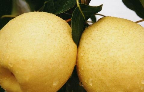 梨的营养价值及功效,吃梨子的好处