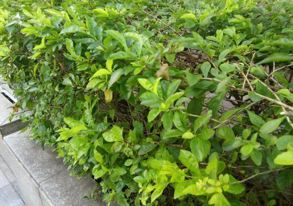 向天果敢吃吗？向天果的功效与作用