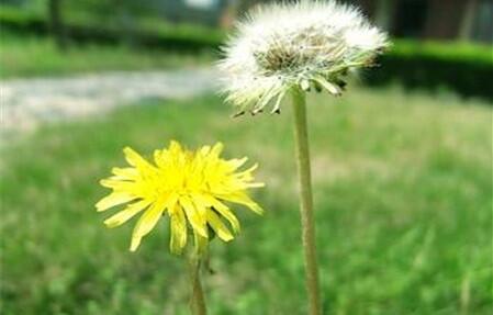 蒲公英的功效与作用及食用方法