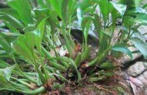 石橄榄的功效与作用及食用方法