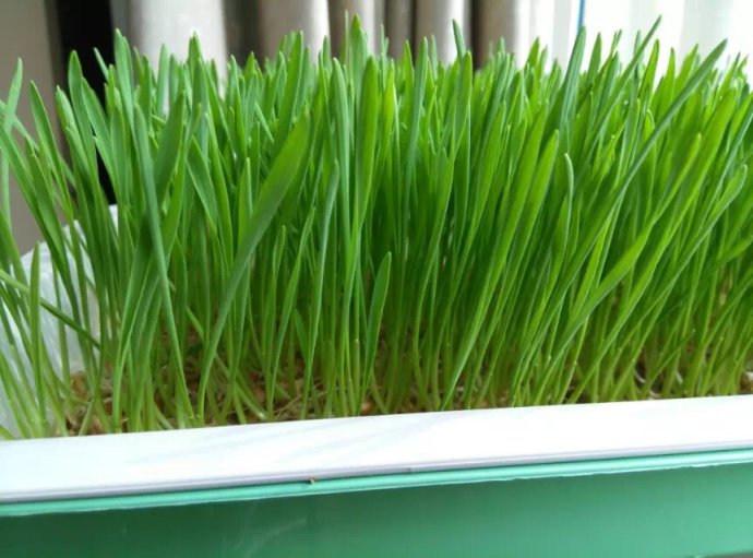 小麦苗的功效与作用及食用禁忌