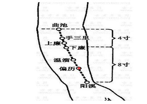 偏历的定位与主治,偏历的准确位置图和作用