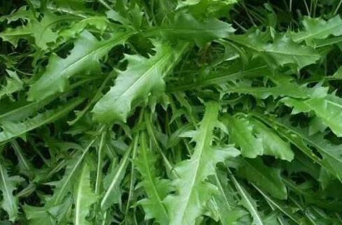 婆婆丁的功效与作用及禁忌