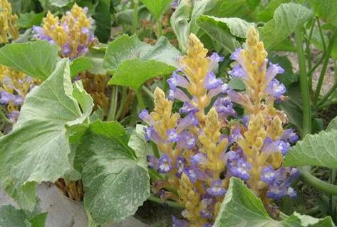 草苁蓉泡水喝的功效,草苁蓉的禁忌