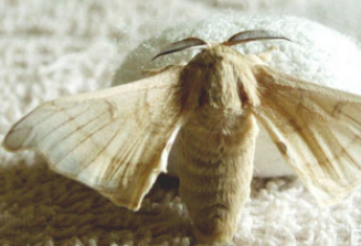 雄蚕蛾的价格，雄蚕蛾多少钱一斤