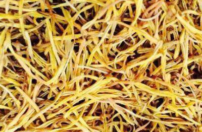 孕妇吃白莲须最佳时间，孕妇喝白莲须副作用