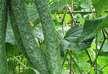 吃黄瓜的最佳时间，吃黄瓜7个要命禁忌