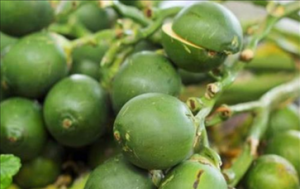 欧美国家禁售的槟榔有什么危害 如何缓解槟榔对肝脏的威胁