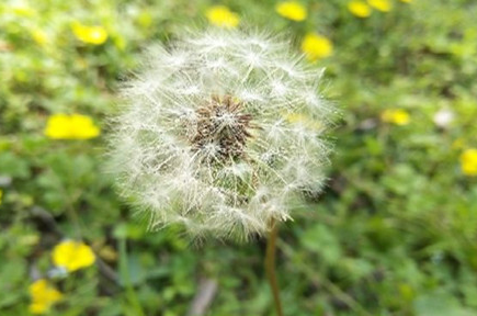 蒲公英根茶能长期喝吗，蒲公英根和叶哪个好