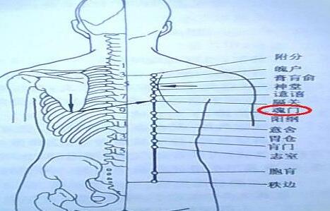 魂门疼痛是什么原因?魂门的准确位置图和作用