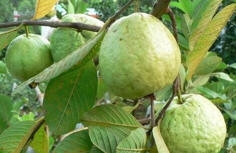 女人吃番石榴的好处，女人吃番石榴的副作用